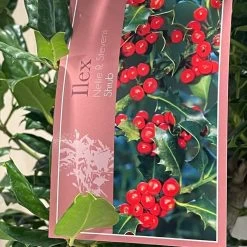 Ilex 'Nellie R.Stevens' Female Holly Bush 10Ltr Pot 7 Ilex 'Nellie R.Stevens' Female Holly Bush 10Ltr Pot -Gardenia Shop 5021768084373 3