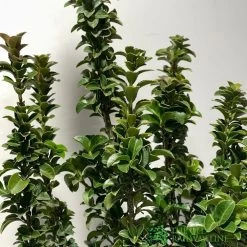 Euonymus Japonicus 'Benkomasaki' 40cm Tall (IT) 6 Euonymus Japonicus 'Benkomasaki' 40cm Tall (IT) -Gardenia Shop 5021768087787 2