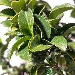 Euonymus Japonicus 'Benkomasaki' 40cm Tall (IT) 7 Euonymus Japonicus 'Benkomasaki' 40cm Tall (IT) -Gardenia Shop 5021768087787 3