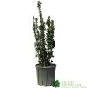 Euonymus Japonicus 'Benkomasaki' 40cm Tall (IT) -Gardenia Shop 5021768087787 6f18793a 5e1c 48d9 9380 1f6614cb3354