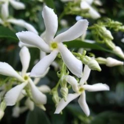 Trachelospermum Jasminoides 'Star Jasmine' Tripod Climber 120cm Tall (IT) -Gardenia Shop 5021768087930 2 e192d392 7a65 4b82 b30c 4daa1dd0ffc3