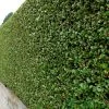 Ligustrum Ovalifolium Privet 80cm Tall (IT) -Gardenia Shop 5021768092262