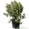 Viburnum Tinus 'Eve Price' Laurustinus Plant 60cm Tall (IT) 2 Viburnum Tinus 'Eve Price' Laurustinus Plant 60cm Tall (IT) -Gardenia Shop 5021768096277