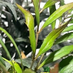 Mahonia 'Narihira' Plant 30cm Tall (IT) -Gardenia Shop 5021768102206 2