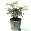 Mahonia 'Narihira' Plant 30cm Tall (IT) -Gardenia Shop 5021768102206 2a35b1b3 029e 4c5f a7a8 5c93775bfc98