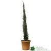 Cupressus Sempervirens 'Totem' Conifer 80cm Tall (IT) 1 Cupressus Sempervirens 'Totem' Conifer 80cm Tall (IT) -Gardenia Shop 5021768116425 efad9836 0403 4193 922a 86d516d18e3a