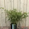 Fargesia Robusta 'Pingwu' Bamboo Plant 9 Ltr -Gardenia Shop 5021768116609 5e54cbec c42e 4503 a6c5 676294f59d3c