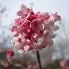 Viburnum Bodnantense 'Dawn' Plant 10Ltr 1 Viburnum Bodnantense 'Dawn' Plant 10Ltr -Gardenia Shop 5021768120446