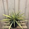 Yucca Filamentosa 'Colour Guard' Plant 3Ltr Pot 1 Yucca Filamentosa 'Colour Guard' Plant 3Ltr Pot -Gardenia Shop 5021768122853 5cec7533 d6ba 4957 8be1 0be63cec591f