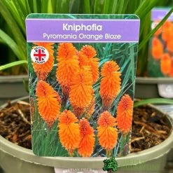 Kniphofia 'Pyromania Orange Blaze' 3Ltr Pot