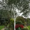 Betula 'Jacquemontii' White Birch Multistem 1.5m Tall (IT) 2 Betula 'Jacquemontii' White Birch Multistem 1.5m Tall (IT) -Gardenia Shop 5021768138939