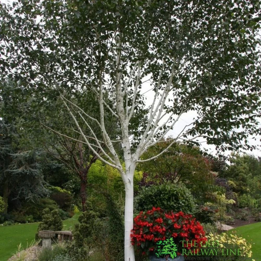 Betula 'Jacquemontii' White Birch Multistem 1.5m Tall (IT) 3 Betula 'Jacquemontii' White Birch Multistem 1.5m Tall (IT)