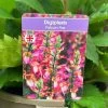 Digiplexis 'Falcon Fire' 3Ltr Pot -Gardenia Shop 5021768139103 55fd2030 f7b2 4893 a1fd e1eb5cfe0c2f