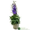 Delphinium Delgenius 'Breezin' 3Ltr Pot 2 Delphinium Delgenius 'Breezin' 3Ltr Pot -Gardenia Shop 5021768141939