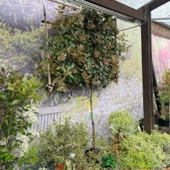 Photinia X Fraseri 'Red Robin' Pleached Form 2m Tall -Gardenia Shop 5021768148341 3