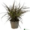 Pennisetum 'Chelsea' 2Ltr Pot -Gardenia Shop 5021768150221