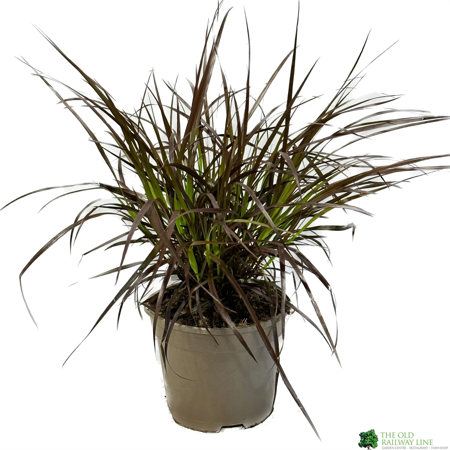 Pennisetum 'Chelsea' 2Ltr Pot 3 Pennisetum 'Chelsea' 2Ltr Pot