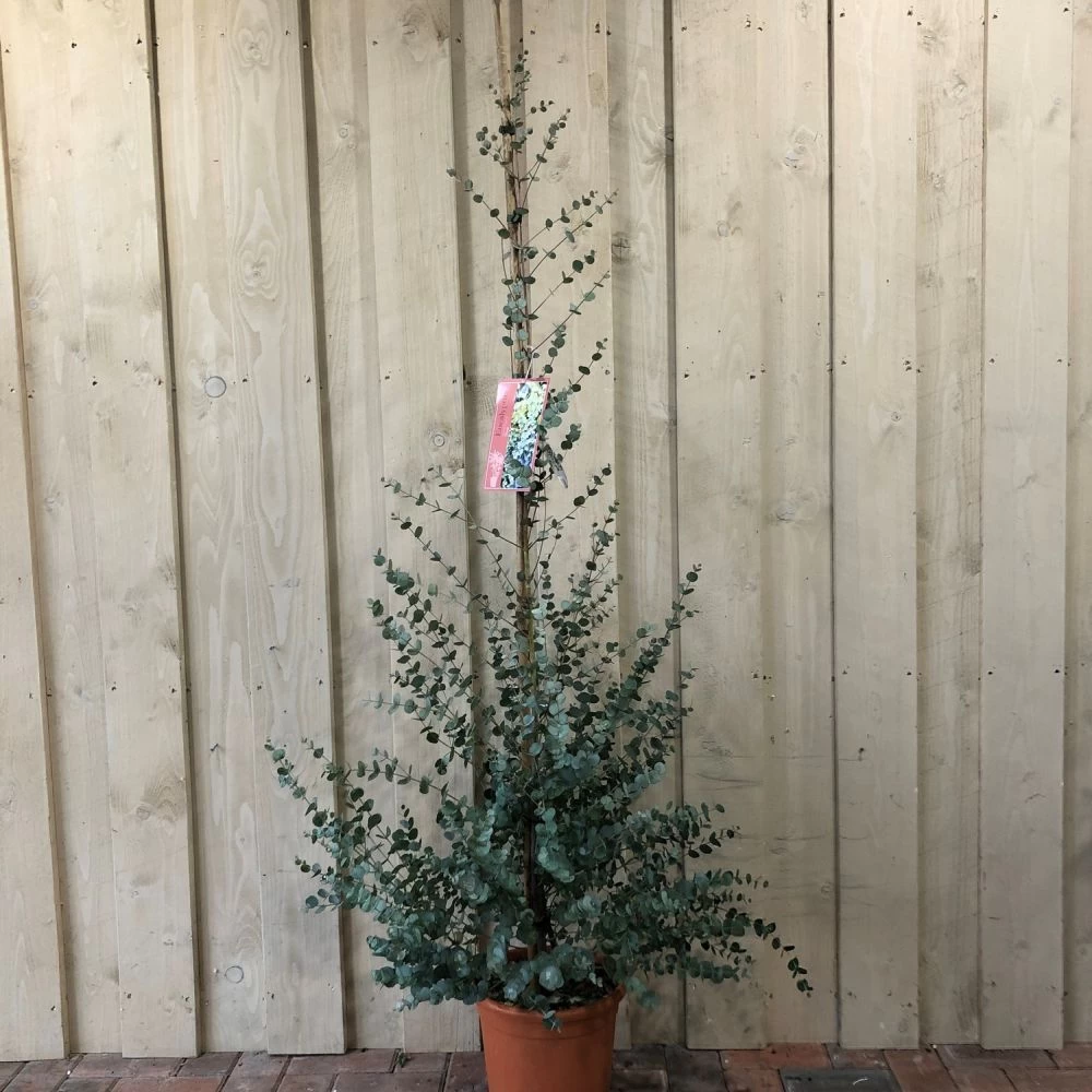 Eucalyptus Gunnii Tree 'Azura' 9Ltr 1.8m Tall 3 Eucalyptus Gunnii Tree 'Azura' 9Ltr 1.8m Tall