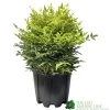 Nandina Domestica 'Magical Lemon & Lime' Heavenly Bamboo 30cm Tall (IT) -Gardenia Shop 5021768162774 5159f017 bc44 4639 ac40 2aa4e7a555e4