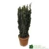 Taxus Baccata 'David' Yew Tree 1m Tall (IT) -Gardenia Shop 5021768163283 7853f078 4ac1 467f be04 4447e62db6d0