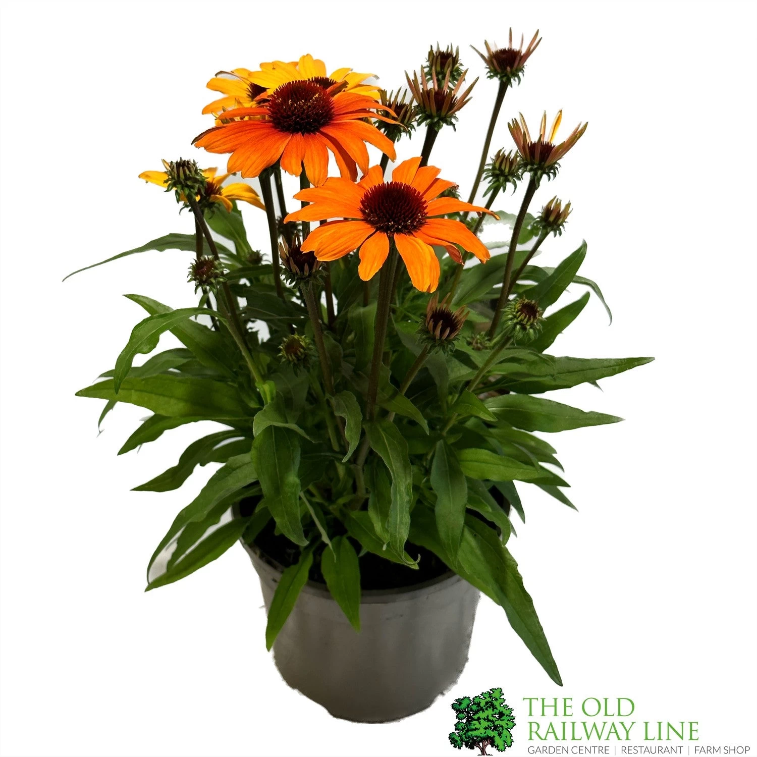 Echinacea 'Sunseekers Clementine' 3Ltr Pot 3 Echinacea 'Sunseekers Clementine' 3Ltr Pot