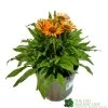 Echinacea 'Prima Saffron' 3Ltr Pot -Gardenia Shop 5021768165874