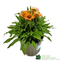 Echinacea 'Prima Saffron' 3Ltr Pot