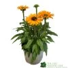 Echinacea 'Sunseekers Mineola' 3Ltr Pot 2 Echinacea 'Sunseekers Mineola' 3Ltr Pot -Gardenia Shop 5021768177716