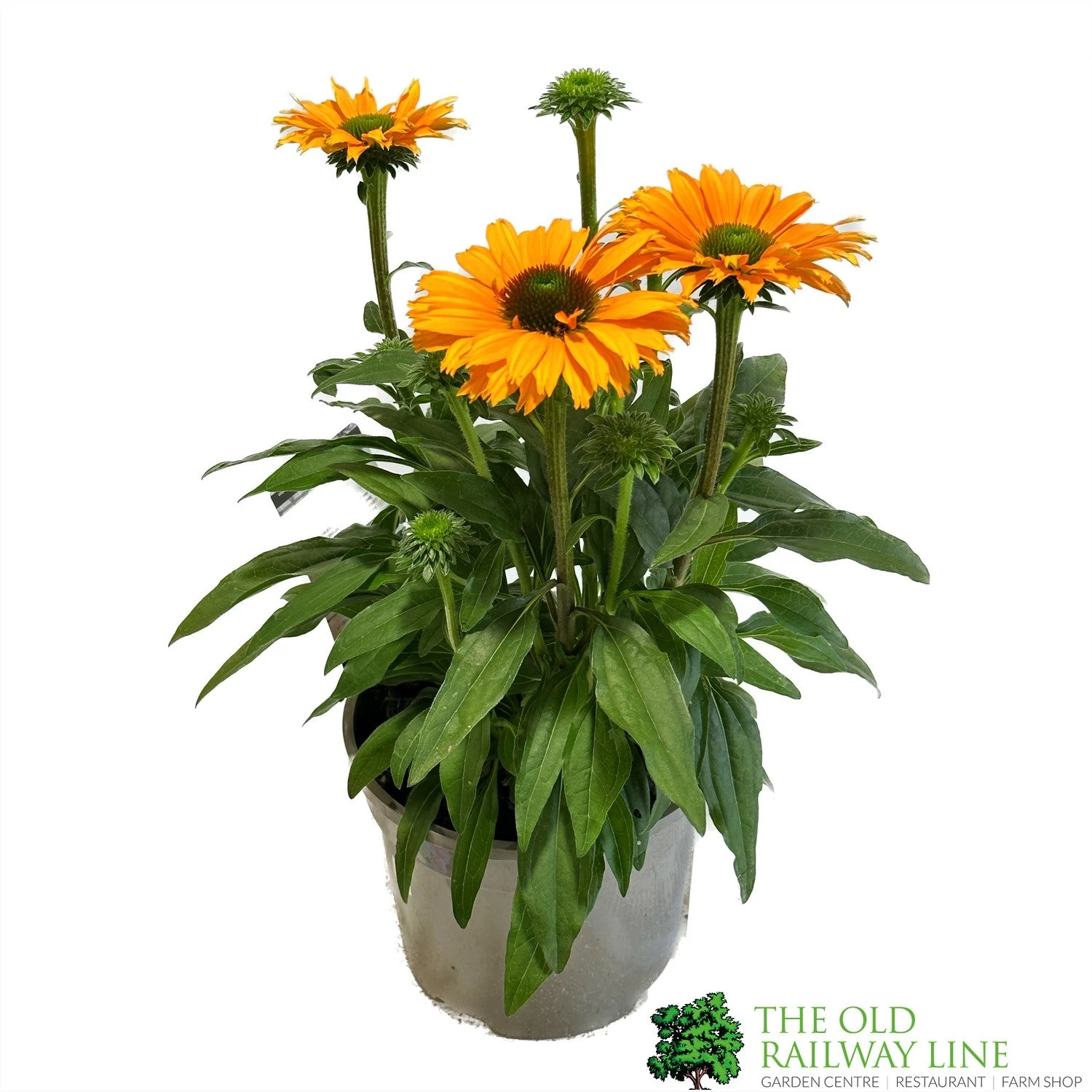 Echinacea 'Sunseekers Mineola' 3Ltr Pot 3 Echinacea 'Sunseekers Mineola' 3Ltr Pot