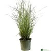 Miscanthus 'Sunlit Satin' 3Ltr Pot -Gardenia Shop 5021768185056
