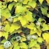 Physocarpus Opulifolius 'Angel Gold' Ninebark Plant 3Ltr Pot -Gardenia Shop 5023242188591 2