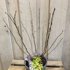 Physocarpus Opulifolius 'Angel Gold' Ninebark Plant 3Ltr Pot 5 Physocarpus Opulifolius 'Angel Gold' Ninebark Plant 3Ltr Pot -Gardenia Shop 5023242188591