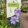 Clematis 'Bernadine' Climber 3Ltr Pot -Gardenia Shop 5025338000046