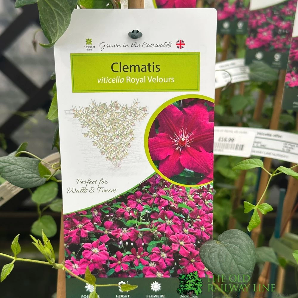 Clematis Viticella 'Royal Velours' Climber 3Ltr Pot 3 Clematis Viticella 'Royal Velours' Climber 3Ltr Pot