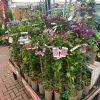 Clematis 'Summer Hybrids' Mixed Variety 2Ltr Pot -Gardenia Shop 5025338003023