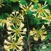 Honeysuckle 'Graham Thomas' Lonicera Japonica Climber 3Ltr Pot -Gardenia Shop 5025338003153