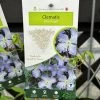 Clematis 'Blue Angel' Climbing Plant 2Ltr Pot -Gardenia Shop 5025338003320
