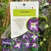 Clematis 'Little Bas' Climber 3Ltr Pot 1 Clematis 'Little Bas' Climber 3Ltr Pot -Gardenia Shop 5025338005324