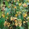 Lonicera Japonica 'Copper Beauty' 3Ltr Pot 2 Lonicera Japonica 'Copper Beauty' 3Ltr Pot -Gardenia Shop 5025338005850