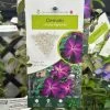 Clematis 'Night Veil' Climber 3Ltr Pot 2 Clematis 'Night Veil' Climber 3Ltr Pot -Gardenia Shop 5025338009056