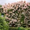 David Austin 'Phyllis Bide'Apricot Pink Rambling Rose 6Ltr Pot -Gardenia Shop 5031825004060
