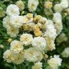 David Austin Rose 'Malvern Hills' Soft Yellow Rose Plant 6Ltr Pot -Gardenia Shop 5031825011990