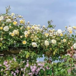 David Austin Rose 'Malvern Hills' Soft Yellow Rose Plant 6Ltr Pot 5 David Austin Rose 'Malvern Hills' Soft Yellow Rose Plant 6Ltr Pot -Gardenia Shop 5031825011990 2