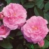 David Austin 'The Mayflower' Pink English Rose 6Ltr Pot -Gardenia Shop 5031825012904