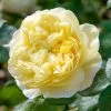 David Austin 'Charles Darwin' Yellow English Rose 6Ltr Pot 1 David Austin 'Charles Darwin' Yellow English Rose 6Ltr Pot -Gardenia Shop 5031825015936 7f780bb1 f165 4e53 8a34 bdcaafd66cd6