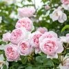 David Austin 'Wildeve' Light Pink English Shrub Rose6Ltr Pot -Gardenia Shop 5031825015943 5027c6ed 77ab 4c58 870e cf05bf0bb449
