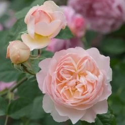 David Austin 'Gentle Hermione' Pink English Rose 6Ltr Pot 10 David Austin 'Gentle Hermione' Pink English Rose 6Ltr Pot -Gardenia Shop 5031825016971 4