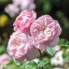 David Austin 'Gentle Hermione' Pink English Rose 6Ltr Pot -Gardenia Shop 5031825016971 70f7597d 3b22 4ad1 86f0 fafd32a8e6d9