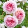 David Austin 'James Galway' Light Pink English Climbing Rose 6Ltr Pot -Gardenia Shop 5031825017275