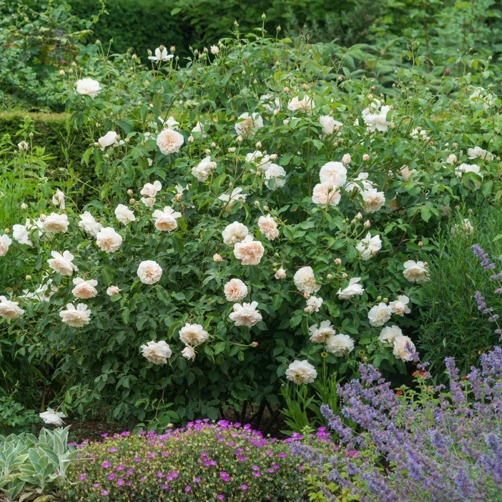 David Austin 'Lichfield Angel' Cream English Shrub Rose 6Ltr Pot 4 David Austin 'Lichfield Angel' Cream English Shrub Rose 6Ltr Pot - Image 2